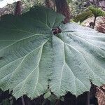 Gunnera insignis Leaf