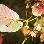 Begonia convallariodora Hoja