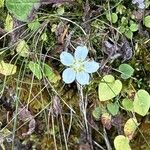 Parnassia palustrisफूल