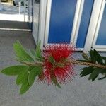 Callistemon citrinusFlower