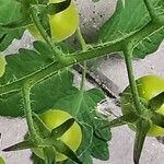 Solanum lycopersicumVili