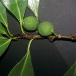 Ficus cyathistipula Fruit