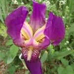 Iris lutescens Fleur
