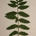 Rhus coriaria Otro