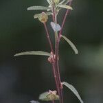 Sida rhombifolia Blüte