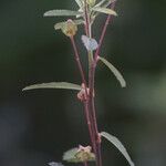 Sida rhombifolia Blomma