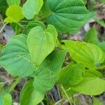 Dioscorea villosa Leaf