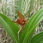 Cypripedium candidum Habitatea