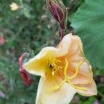 Oenothera stricta Цветок