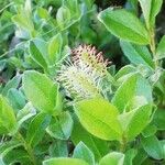 Salix pyrenaica Floare