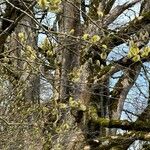 Salix caprea ফুল