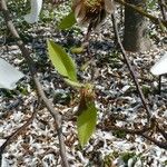 Magnolia salicifolia Hoja