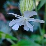 Silene dichotoma 花