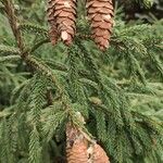 Picea orientalis Ffrwyth