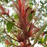 Sanchezia sanmartinensis Fruto