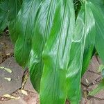 Hedychium flavescens Levél