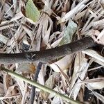 Flemingia strobilifera Žievė