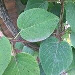Stigmaphyllon ellipticum Hoja