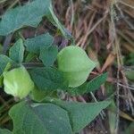 Physalis pubescens Hostoa