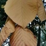Betula maximowicziana Blatt