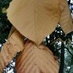 Betula maximowicziana Leaf