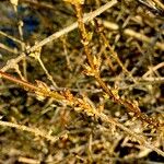 Forsythia intermedia Celota