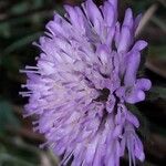 Knautia arvensis Blüte