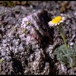 Erigeron compositus Hábito