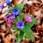 Pulmonaria affinis花