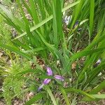 Iris graminea पत्ता
