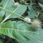 Dipsacus pilosus Fruit