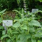 Scutellaria altissima ശീലം