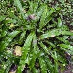 Asplenium scolopendriumLeaf