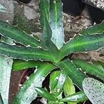 Agave xylonacantha Hábito