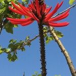 Erythrina speciosa Inny