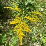 Solidago altissima Цветок