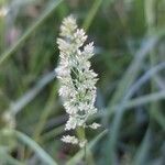 Polypogon viridis Blatt