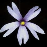 Pinguicula planifolia Flower