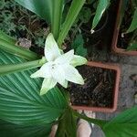 Curcuma longa Λουλούδι