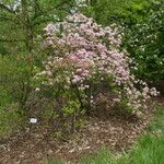 Rhododendron prinophyllum Hábito