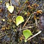 Utricularia geminiloba Frunză