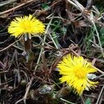 Tussilago farfara Habitus