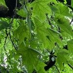 Liquidambar formosana Φύλλο