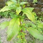 Ludwigia erecta Hoja