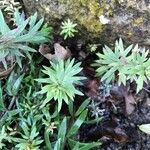 Petrosedum forsterianum Blad