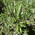 Pyrus spinosa Leaf