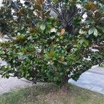 Ficus velutina Blatt