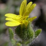 Madia gracilis Flor