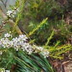 Leptospermum juniperinum