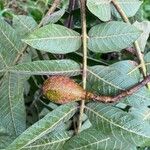 Cedrela fissilis Leaf